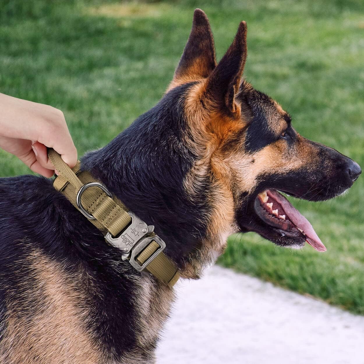 Breakaway Dog Collar