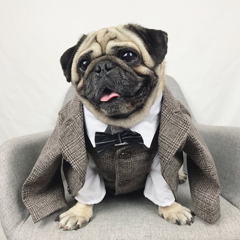 the dapper man dog suit