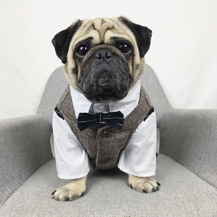 the dapper man dog suit