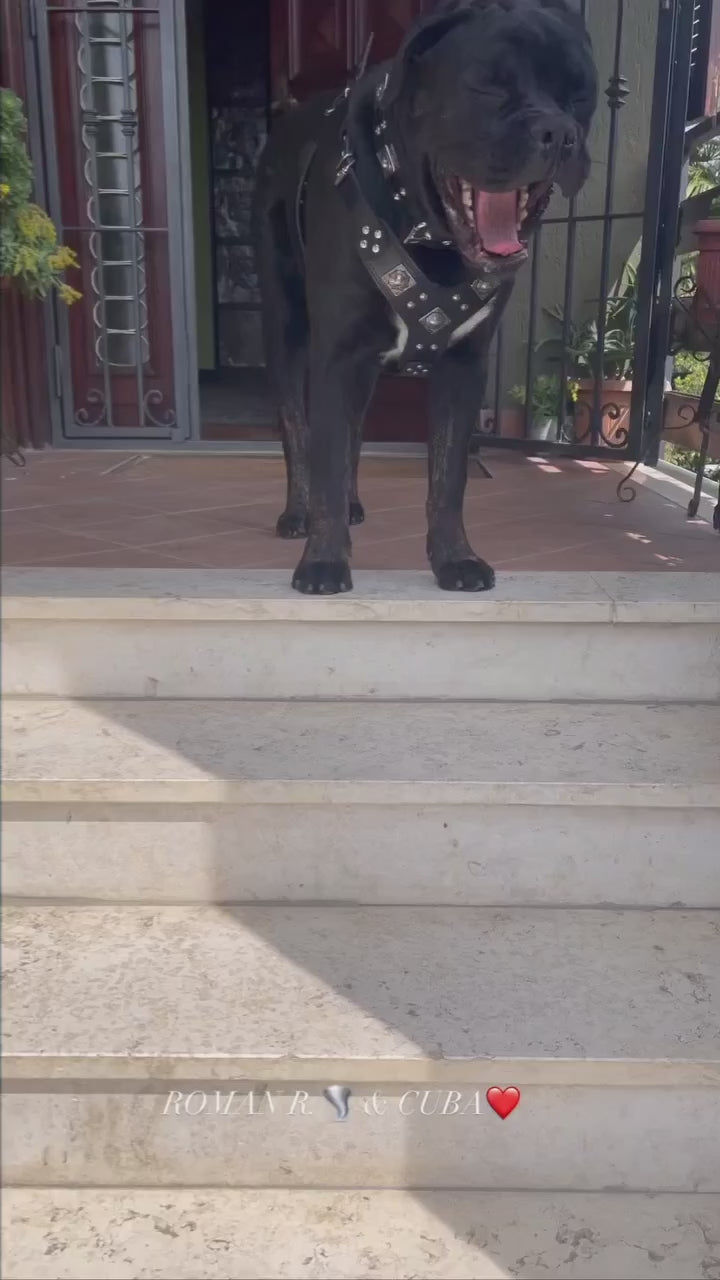 "EROS" BIG dog SET- Harness - collar - lead. All Black