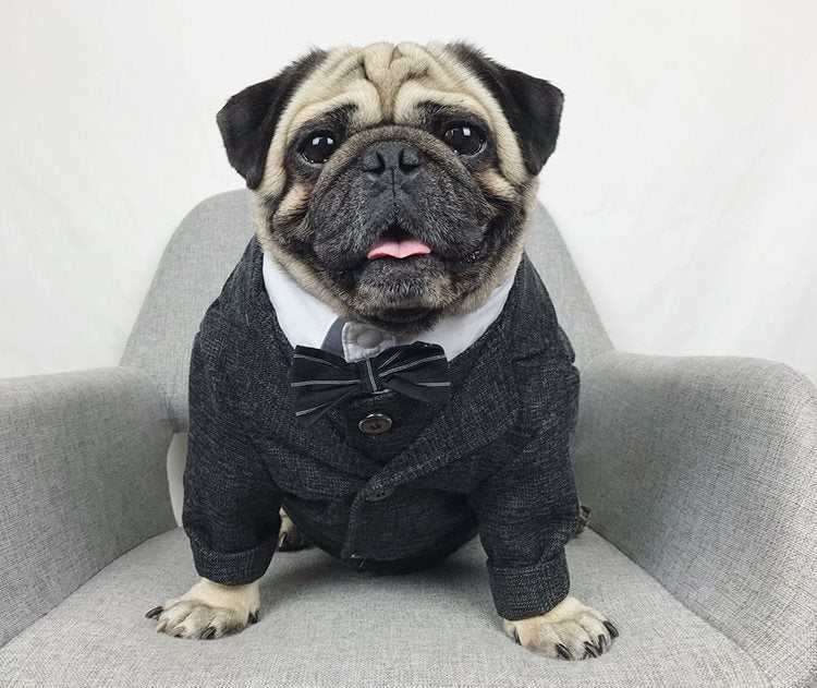 the dapper man dog suit