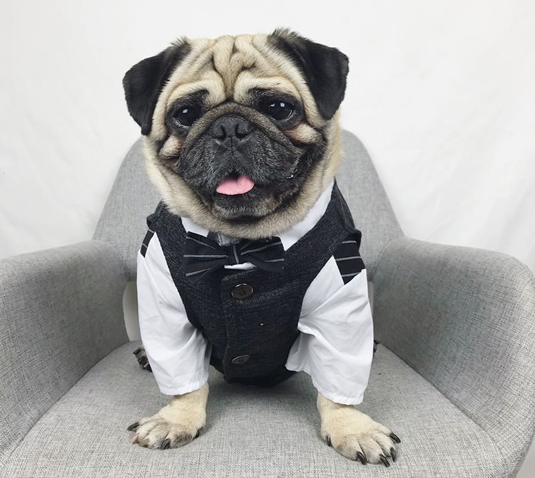 the dapper man dog suit
