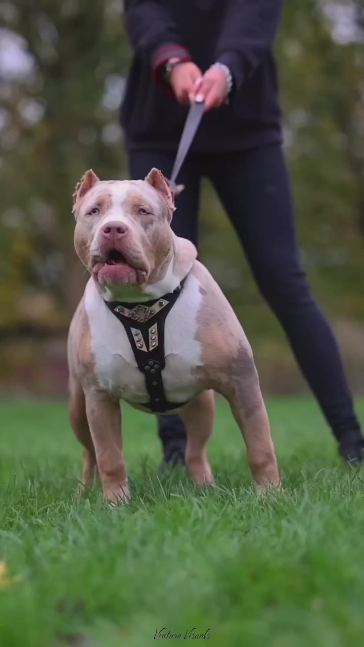 ''Midas'' leather dog harness silver medium size