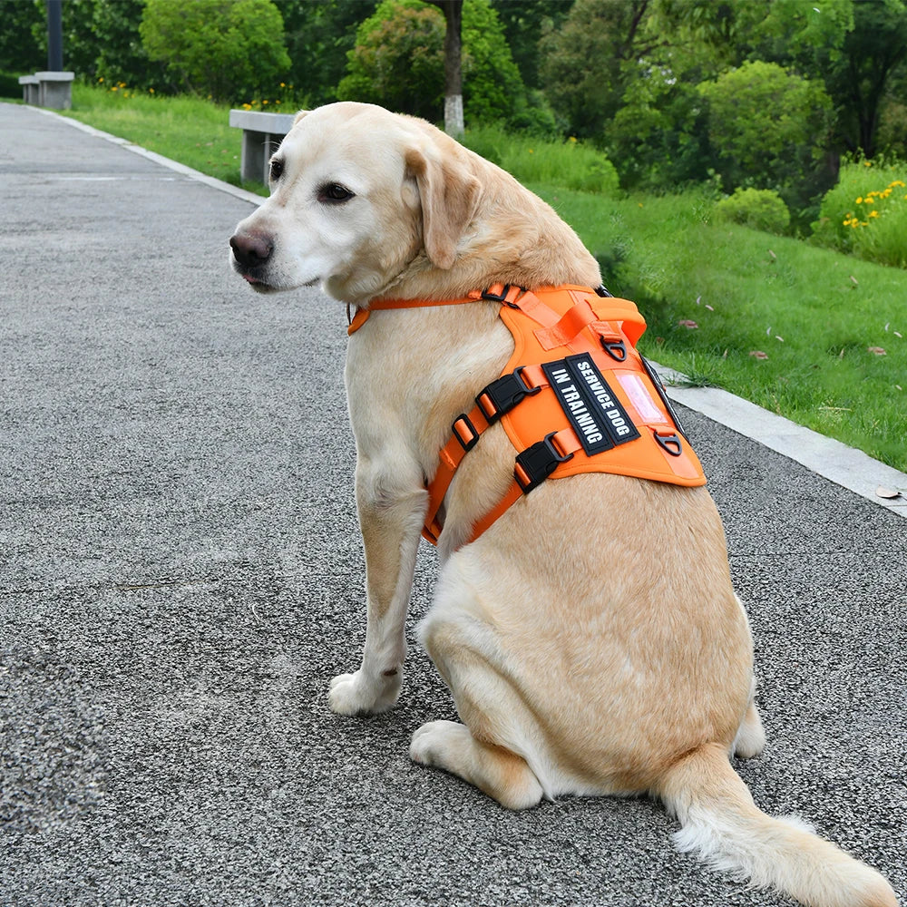 Handler Pro Harness