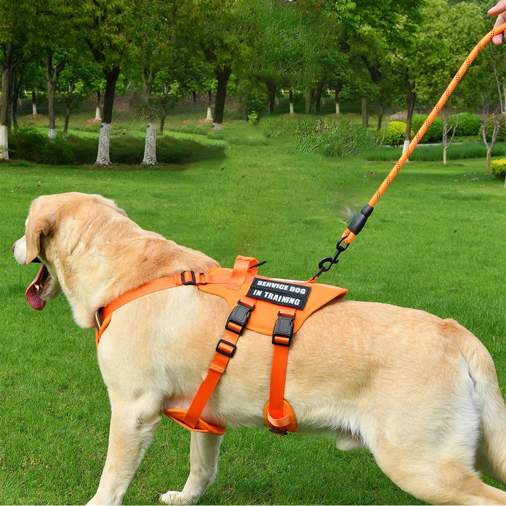 Handler Pro Harness