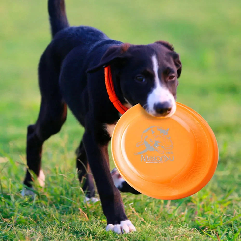 AeroCatch Dog Training Disc