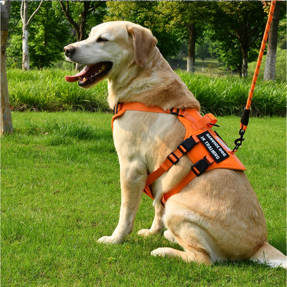 Handler Pro Harness