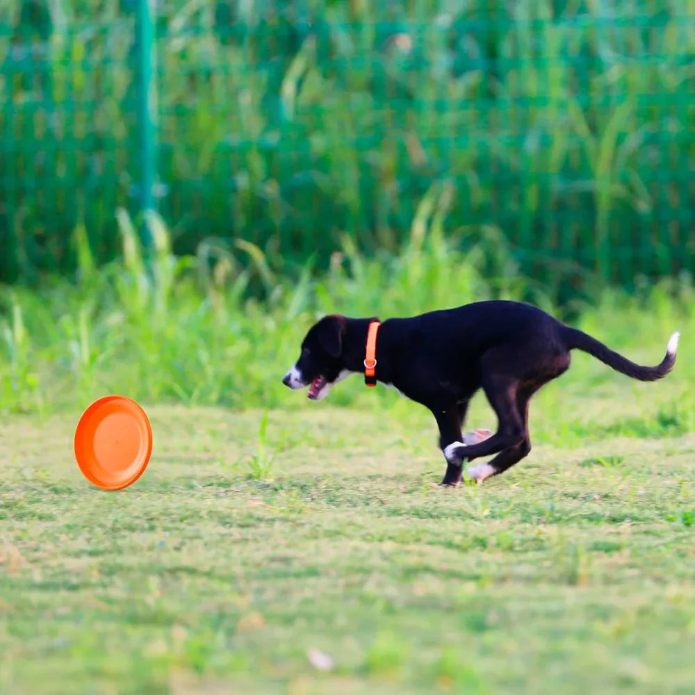 AeroCatch Dog Training Disc