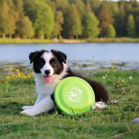 AeroCatch Dog Training Disc