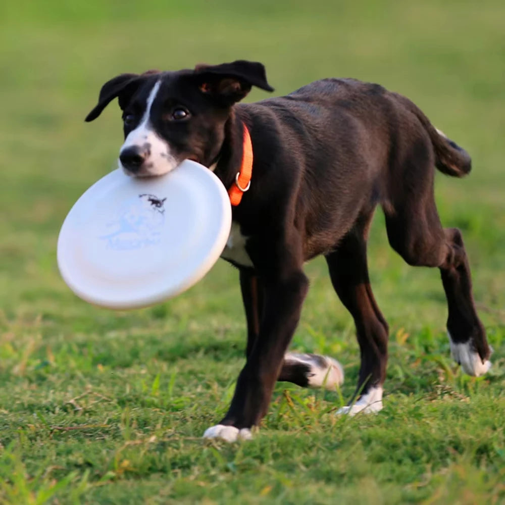AeroCatch Dog Training Disc