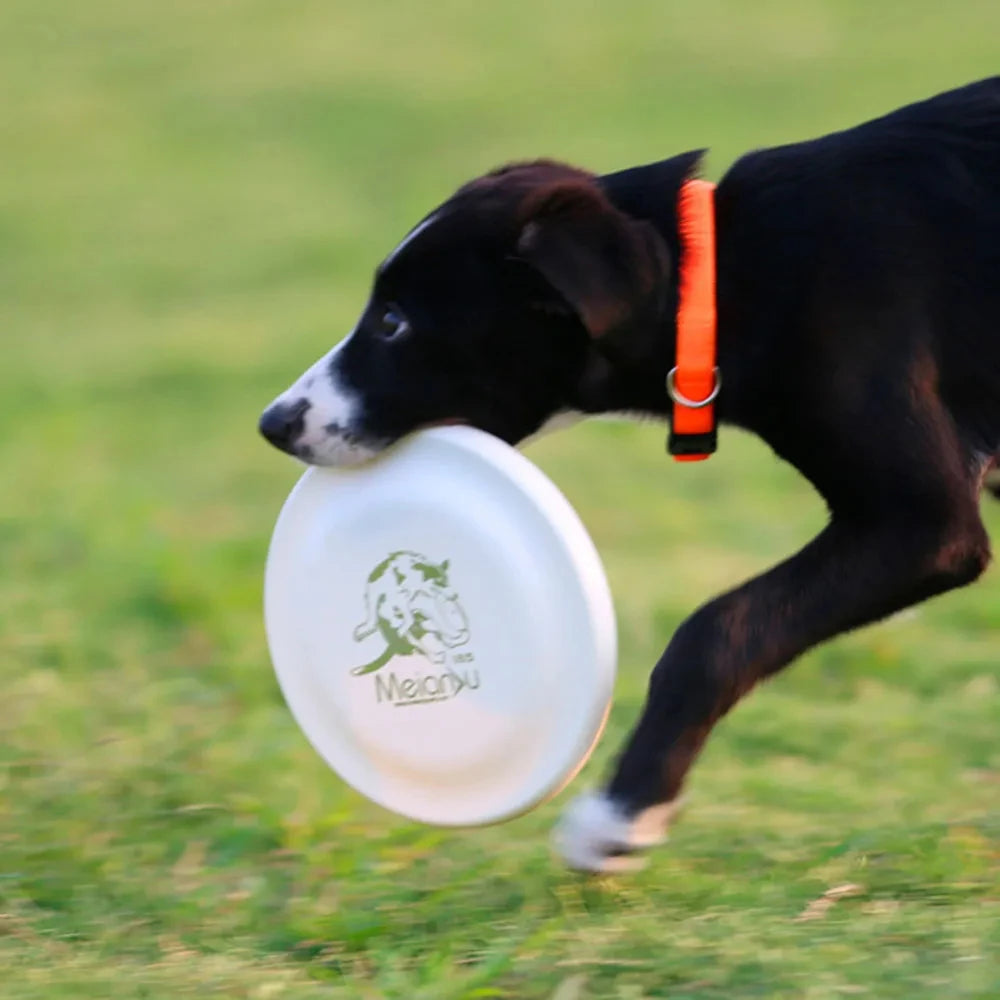 AeroCatch Dog Training Disc