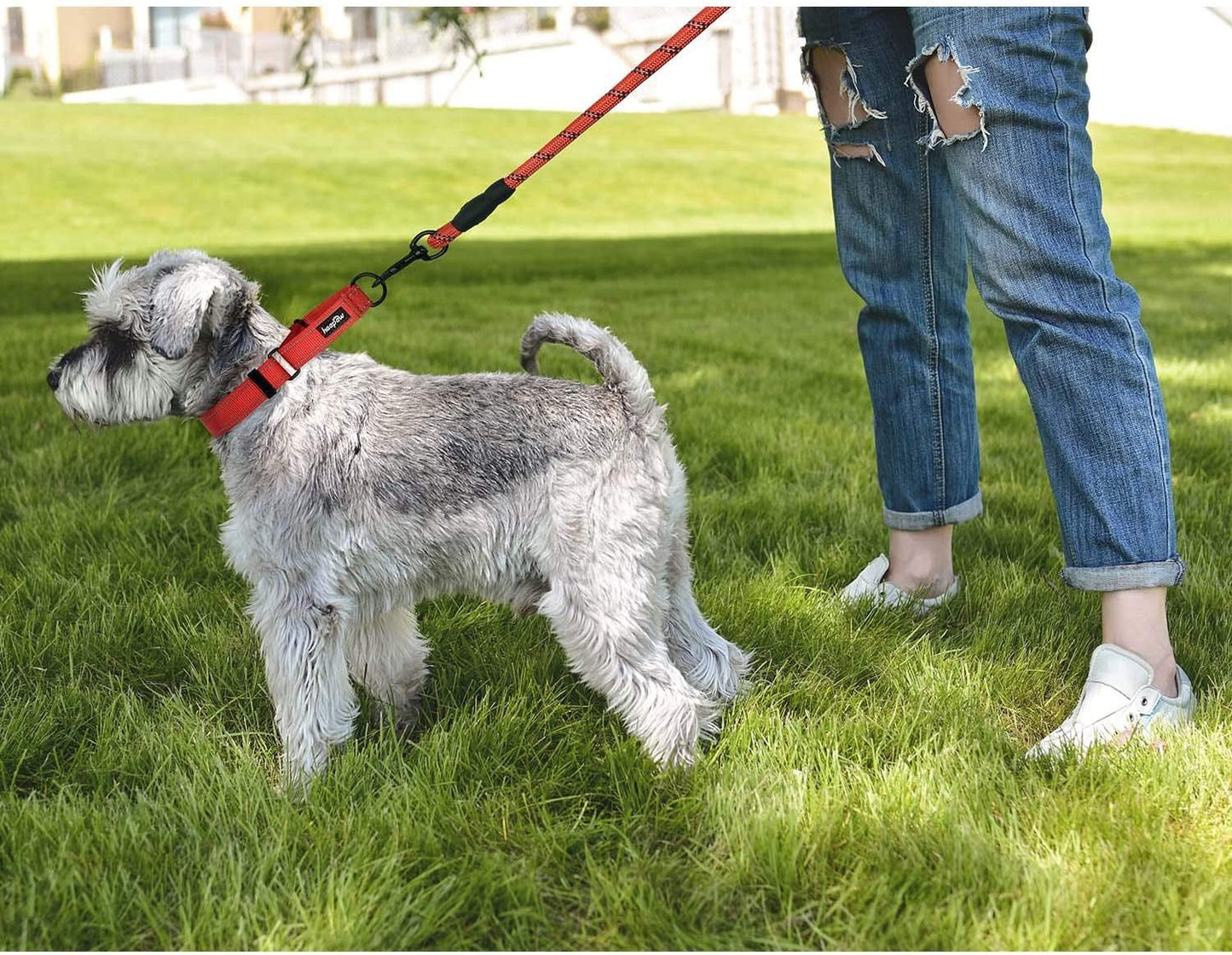 2 Packs Dog Training Collars for Small Medium Large Dogs