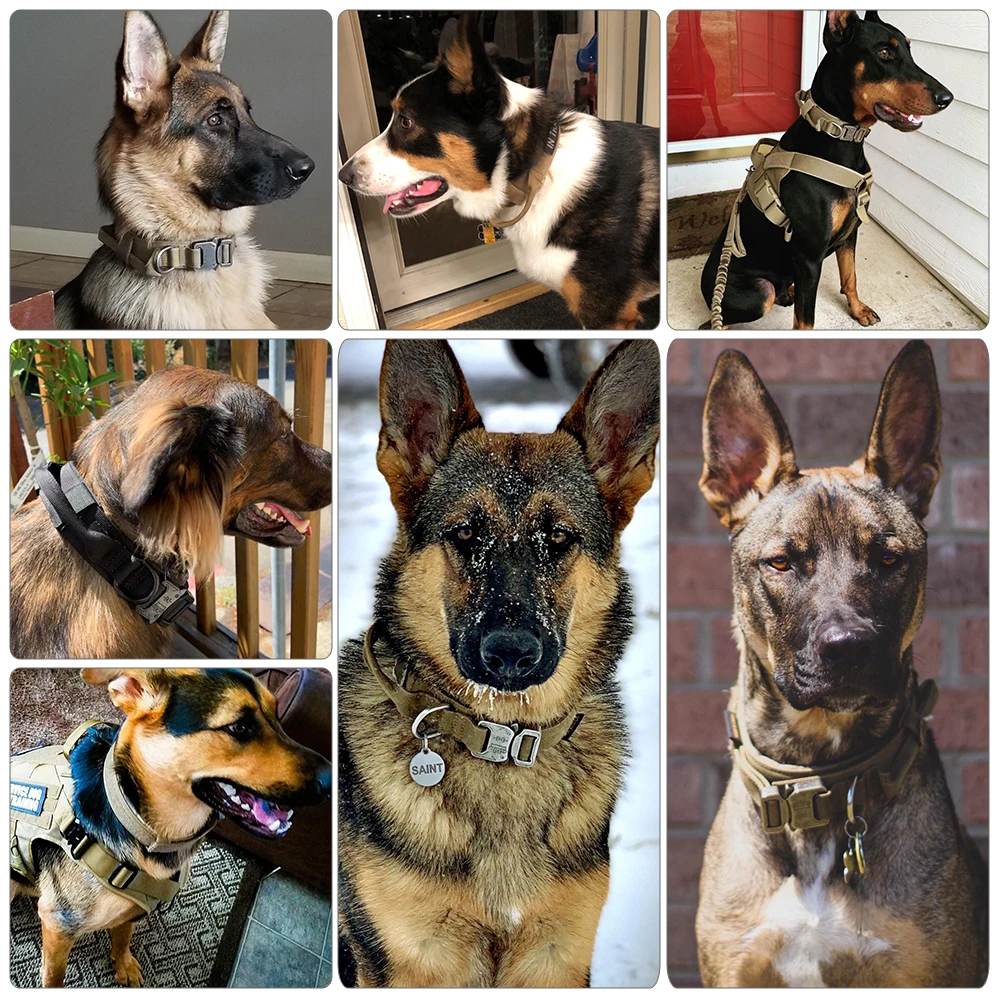 Breakaway Dog Collar