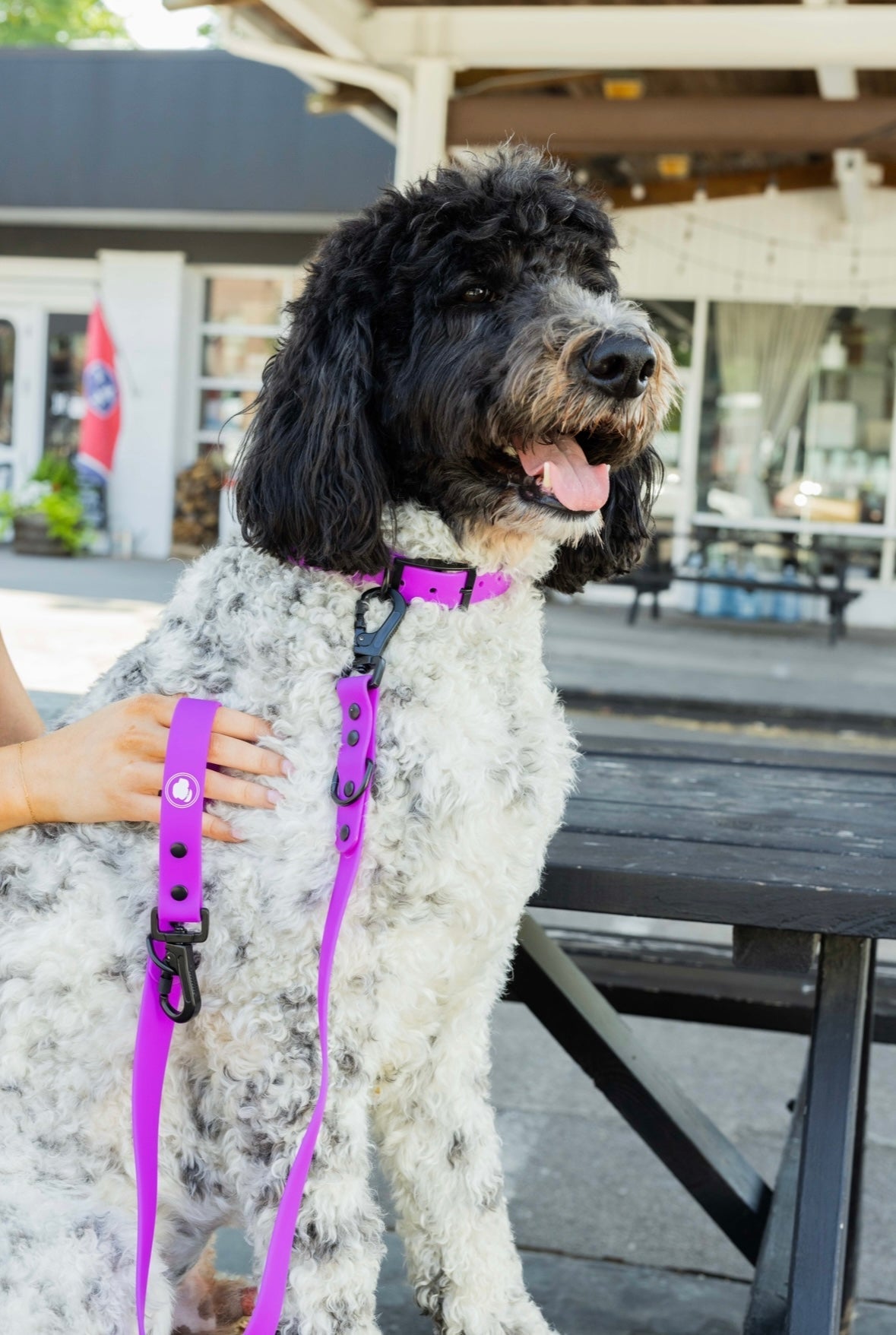 The Modern Dog Company - Electric Fuchsia Leash (Weather + Odor Resistant)