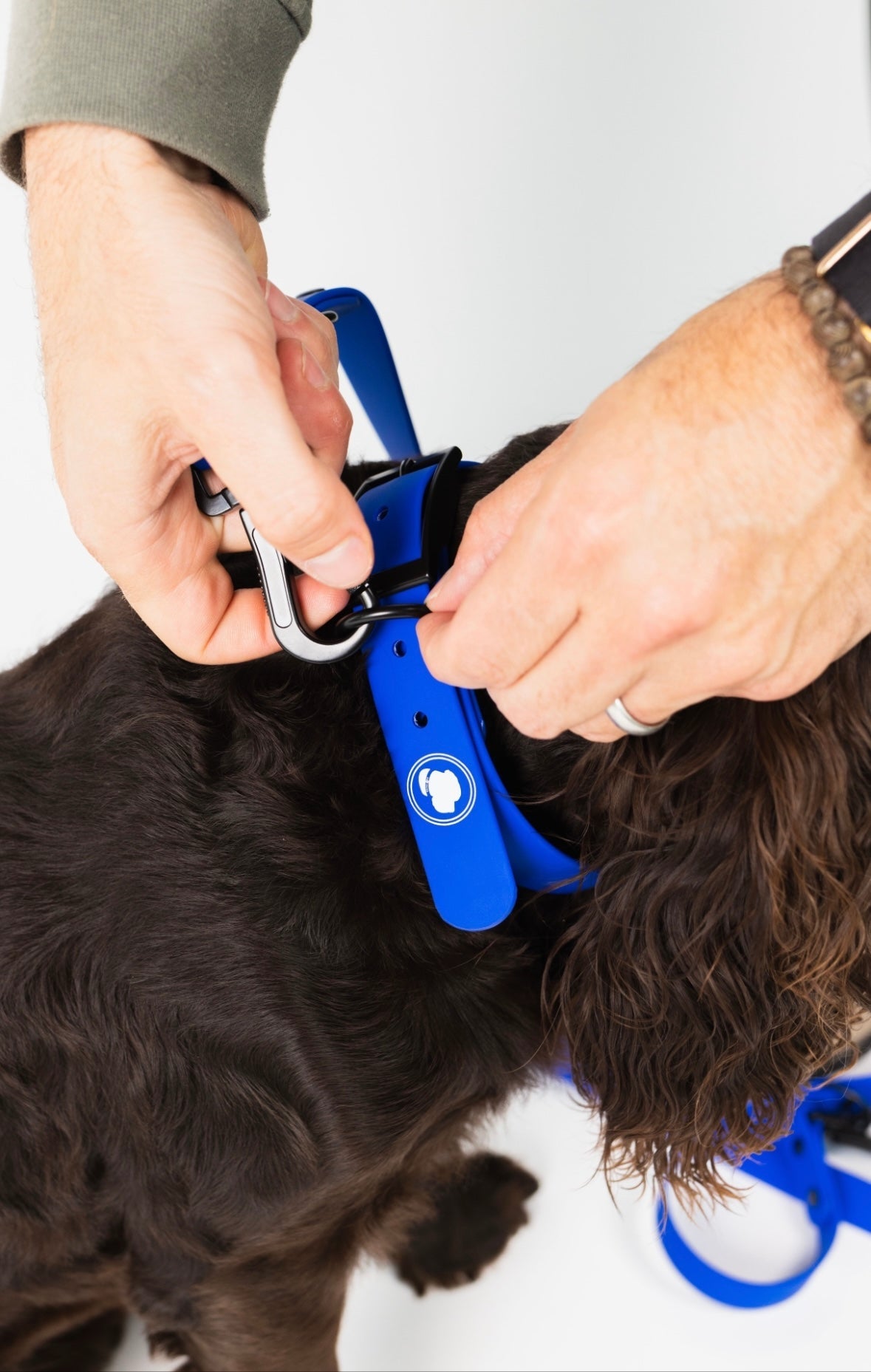 The Modern Dog Company - Royal Blue Collar (Weather + Odor Resistant)